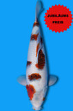 Goromo (ID0276 B2)
