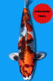 Kin Showa (ID4637 B2)