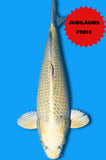 Kin Matsuba Ogon (ID7294 B2)
