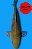 Chagoi (ID7388 B2)