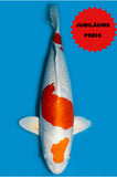 Doitsu Hariwake (ID8628 B2)
