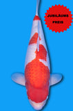 Kohaku (ID8797 B2)