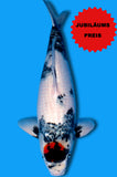 Tancho Showa (ID9057 B2)