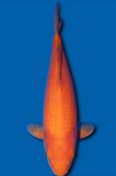 Orenji Karashi (3801)