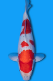 Goshiki (ID7715 B12)