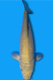Chagoi (ID0095 Außenb.)