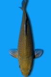 Chagoi (ID7388 B5)