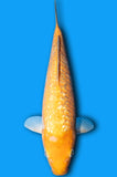 Doitsu Aragoke Ginrin Orenji Karashi (ID6213 B9)