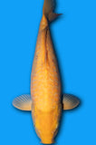 Doitsu Aragoke Karashi (ID7877 B9)