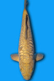 Doitsu Aragoke Karashi Chagoi (ID6184 B9)