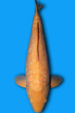 Doitsu Aragoke Karashi (ID8133 B7)