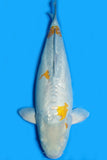 Doitsu Ginrin Karashi Ochiba (ID6866 B4)