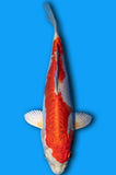 Doitsu Hariwake (ID6790 B9)