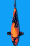 Doitsu Hi Utsuri (ID7930 B7)