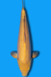 Doitsu Karashi (ID3977 B1)
