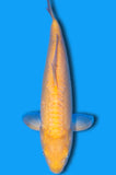 Doitsu Karashigoi (ID9801 B5)
