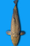 Doitsu Karashi Chagoi (ID7948 B7)