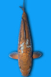 Doitsu Karashi Chagoi (ID7984 B7)