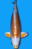 Doitsu Orenji Ogon-ID5165(B2)
