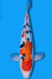 Doitsu Sanke (ID5164 B1)