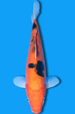 Doitsu Sanke (ID7945 B7)