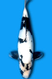 Doitsu Shiro Utsuri (ID2772 B6)