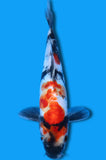 Doitsu Showa (ID6601 B7)