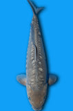 Doitsu Soragoi (ID8082 B7)