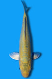 Doitsu Yamabuki (ID3165 B2)