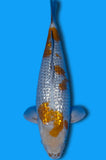 Ginrin Karashi Ochiba (ID0532 B1)