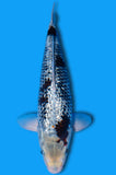 Ginrin Matsukawabake (ID3417 B7)