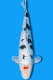 Ginrin Tancho Showa (ID1316 B7)
