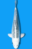 Gin Matsuba (ID1259 B5)