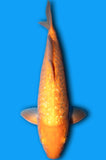 Ginrin Aragoke Orenji Karashi (ID5928 B9)