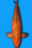 Ginrin Aragoke Orenji Karashi (ID7473 B1)