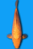 Doitsu Ginrin Orenji Karashi (ID7827 B7)