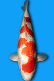 Ginrin Karashi Kohaku (ID8664 B4)