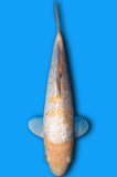 Ginrin Karashi Nanashi (ID5902 B7)