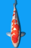 Ginrin Kohaku (ID4818 B2)