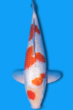 Ginrin Kohaku (5696)