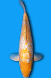 Ginrin Koyo (ID8046 B9)