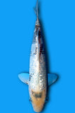 Ginrin Matsuba (ID6874 B9)