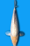Ginrin Nanashigoi (ID8038 B9)