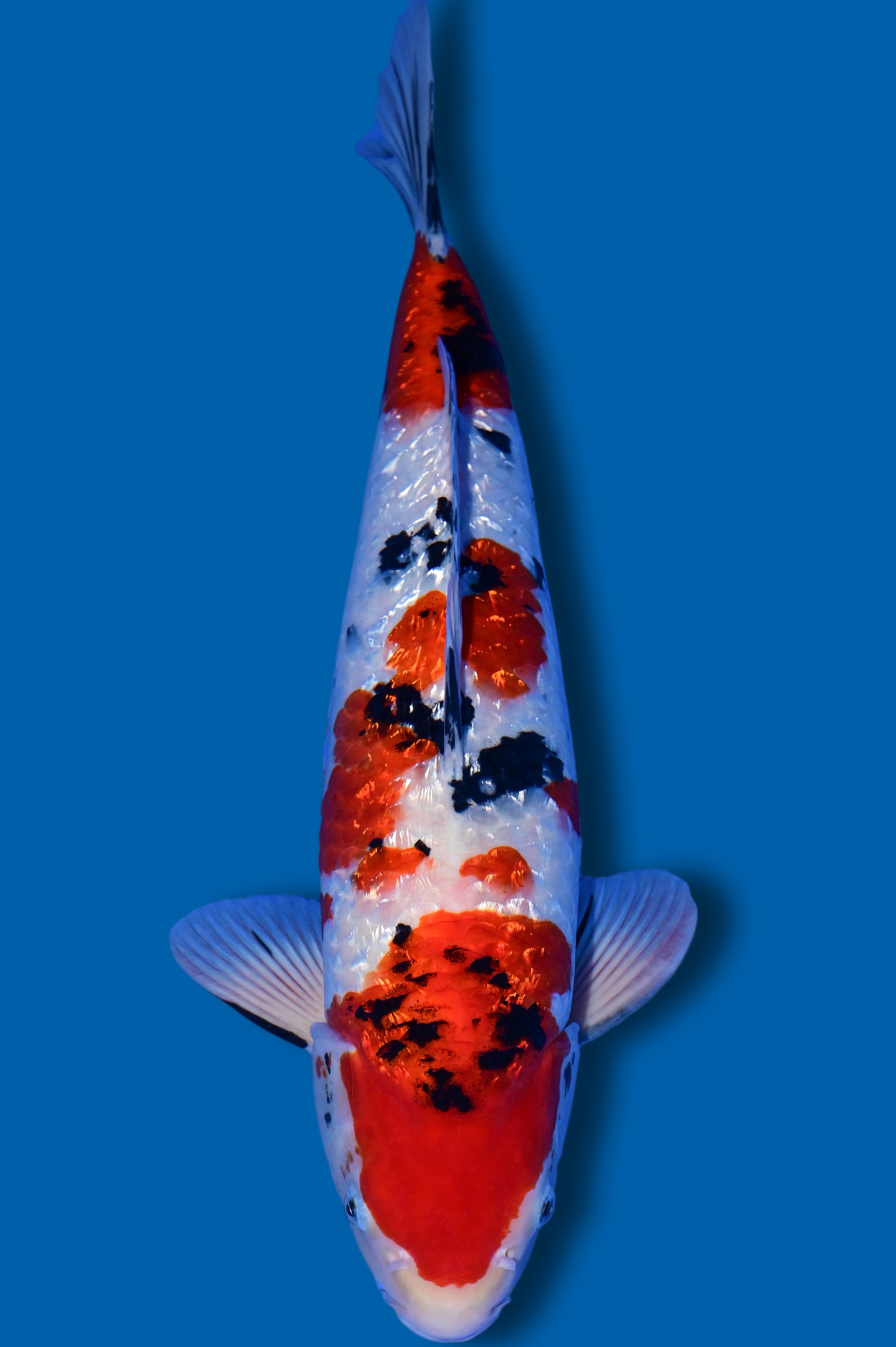 Ginrin Sanke (6038) – Koialm