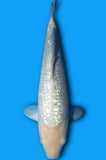 Ginrin Soragoi (ID5950 B9)