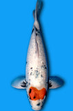 Ginrin Tancho Showa (ID3771 B6)
