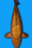 Ginrin Karashi Chagoi (ID7315 B4)