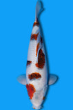 Goromo (ID0276 B2)