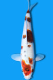 Goromo (ID1279 B7)
