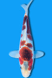 Goromo (ID5518 B7)